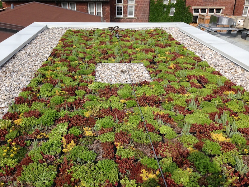 Image of Green Roof