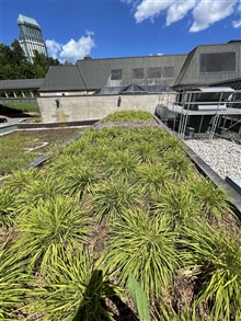 Green-roof-lilies-summer
