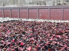 Greenroof-3