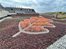 Greenroof-fall-2