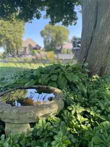 Bird-bath-repple-2